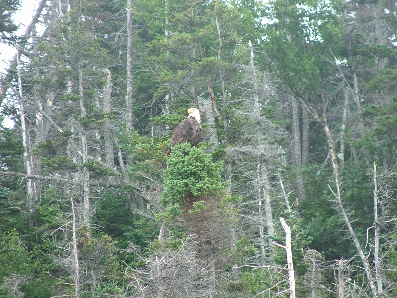 NFLD_drive_to_and-viking_settlement 700.jpg - Bald Eagle
